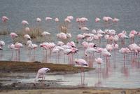 Nakuru Nationalpark (16) &ndash; &copy; Susanne Schirmann (Eberhardt TRAVEL)