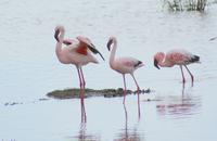 Nakuru Nationalpark (18) &ndash; &copy; Susanne Schirmann (Eberhardt TRAVEL)