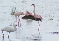 Nakuru Nationalpark (19) &ndash; &copy; Susanne Schirmann (Eberhardt TRAVEL)