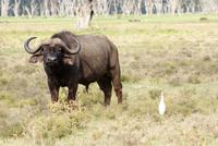 Nakuru Nationalpark (21) &ndash; &copy; Susanne Schirmann (Eberhardt TRAVEL)