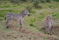 Nakuru Nationalpark (24) &ndash; &copy; Susanne Schirmann (Eberhardt TRAVEL)