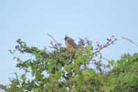 Mausvogel &ndash; &copy; Susanne Schirmann (Eberhardt TRAVEL)