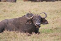Nakuru Nationalpark (29) &ndash; &copy; Susanne Schirmann (Eberhardt TRAVEL)