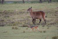 Nakuru Nationalpark (32) &ndash; &copy; Susanne Schirmann (Eberhardt TRAVEL)