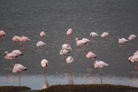 Nakuru Nationalpark (31) &ndash; &copy; Susanne Schirmann (Eberhardt TRAVEL)
