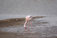 Nakuru Nationalpark (33) &ndash; &copy; Susanne Schirmann (Eberhardt TRAVEL)