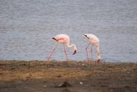 Nakuru Nationalpark (34) &ndash; &copy; Susanne Schirmann (Eberhardt TRAVEL)
