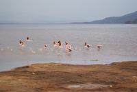 Nakuru Nationalpark (35) &ndash; &copy; Susanne Schirmann (Eberhardt TRAVEL)