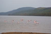 Nakuru Nationalpark (36) &ndash; &copy; Susanne Schirmann (Eberhardt TRAVEL)