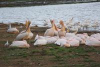 Nakuru Nationalpark (37) &ndash; &copy; Susanne Schirmann (Eberhardt TRAVEL)
