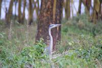 Nakuru Nationalpark (39) &ndash; &copy; Susanne Schirmann (Eberhardt TRAVEL)