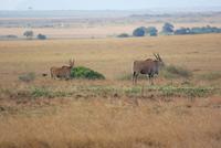Masai Mara &ndash; &copy; Susanne Schirmann (Eberhardt TRAVEL)