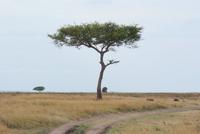 Akazie &ndash; &copy; Susanne Schirmann (Eberhardt TRAVEL)