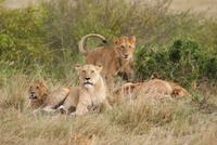 Masai Mara (3) &ndash; &copy; Susanne Schirmann (Eberhardt TRAVEL)