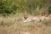 Masai Mara (4) &ndash; &copy; Susanne Schirmann (Eberhardt TRAVEL)