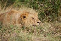 Masai Mara (5) &ndash; &copy; Susanne Schirmann (Eberhardt TRAVEL)