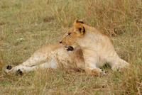 Masai Mara (6) &ndash; &copy; Susanne Schirmann (Eberhardt TRAVEL)