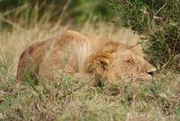 Masai Mara (8) &ndash; &copy; Susanne Schirmann (Eberhardt TRAVEL)