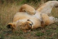 Masai Mara (10) &ndash; &copy; Susanne Schirmann (Eberhardt TRAVEL)