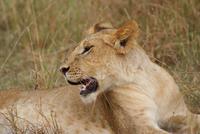 Masai Mara (11) &ndash; &copy; Susanne Schirmann (Eberhardt TRAVEL)