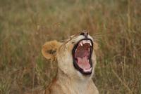 Masai Mara (13) &ndash; &copy; Susanne Schirmann (Eberhardt TRAVEL)