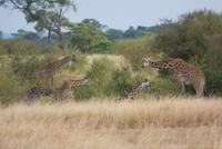 Masai Mara (15) &ndash; &copy; Susanne Schirmann (Eberhardt TRAVEL)