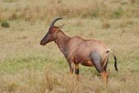 Topi Antilope &ndash; &copy; Susanne Schirmann (Eberhardt TRAVEL)