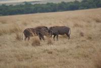 Masai Mara (17) &ndash; &copy; Susanne Schirmann (Eberhardt TRAVEL)