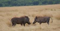 Masai Mara (18) &ndash; &copy; Susanne Schirmann (Eberhardt TRAVEL)