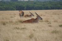 Eland Antilopen &ndash; &copy; Susanne Schirmann (Eberhardt TRAVEL)