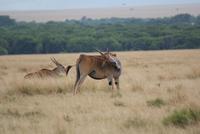 Masai Mara (19) &ndash; &copy; Susanne Schirmann (Eberhardt TRAVEL)