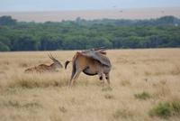 Masai Mara (20) &ndash; &copy; Susanne Schirmann (Eberhardt TRAVEL)