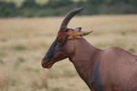 Masai Mara (21) &ndash; &copy; Susanne Schirmann (Eberhardt TRAVEL)