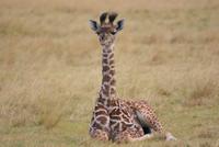 Masai Mara (24) &ndash; &copy; Susanne Schirmann (Eberhardt TRAVEL)