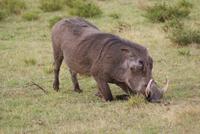 Masai Mara (25) &ndash; &copy; Susanne Schirmann (Eberhardt TRAVEL)