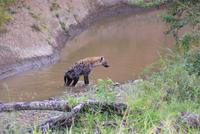 Masai Mara (26) &ndash; &copy; Susanne Schirmann (Eberhardt TRAVEL)