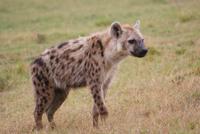 Masai Mara (27) &ndash; &copy; Susanne Schirmann (Eberhardt TRAVEL)