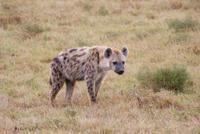 Masai Mara (28) &ndash; &copy; Susanne Schirmann (Eberhardt TRAVEL)