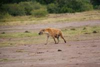 Masai Mara (29) &ndash; &copy; Susanne Schirmann (Eberhardt TRAVEL)