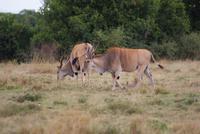 Masai Mara (30) &ndash; &copy; Susanne Schirmann (Eberhardt TRAVEL)