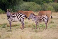 Masai Mara (31) &ndash; &copy; Susanne Schirmann (Eberhardt TRAVEL)
