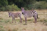 Masai Mara (32) &ndash; &copy; Susanne Schirmann (Eberhardt TRAVEL)