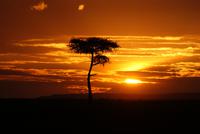 Masai Mara (34) &ndash; &copy; Susanne Schirmann (Eberhardt TRAVEL)