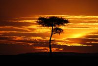 Masai Mara (35) &ndash; &copy; Susanne Schirmann (Eberhardt TRAVEL)