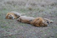 Masai Mara (37) &ndash; &copy; Susanne Schirmann (Eberhardt TRAVEL)