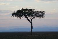 Morgenstimmung Masai Mara (2) &ndash; &copy; Susanne Schirmann (Eberhardt TRAVEL)