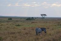 Morgenstimmung Masai Mara (5) &ndash; &copy; Susanne Schirmann (Eberhardt TRAVEL)
