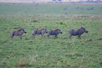 Morgenstimmung Masai Mara (6) &ndash; &copy; Susanne Schirmann (Eberhardt TRAVEL)
