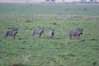 Morgenstimmung Masai Mara (7) &ndash; &copy; Susanne Schirmann (Eberhardt TRAVEL)