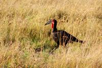 Hornrabe &ndash; &copy; Susanne Schirmann (Eberhardt TRAVEL)